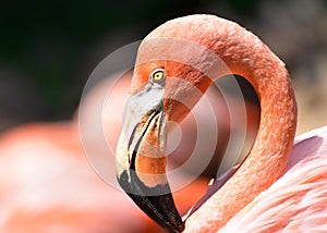 James`s Flamingo, Oklahoma City Zoo