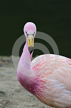 James`s flamingo phoenicoparrus jamesi photo