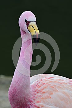 James`s flamingo phoenicoparrus jamesi photo