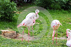 The James`s flamingo Phoenicoparrus jamesi or Puna flamingo birds