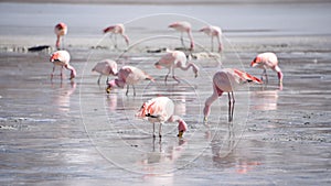 James`s Flamingo Phonenicoparrus Jamesi grazing on the frozen waters of Laguna Hedionda. Sud Lipez Province, Uyuni, Bolivia photo