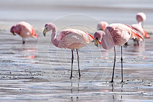 James`s Flamingo Phonenicoparrus Jamesi grazing on the frozen waters of Laguna Hedionda. Sud Lipez Province, Uyuni, Bolivia photo