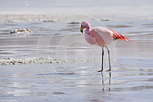 James`s Flamingo Phonenicoparrus Jamesi grazing on the frozen waters of Laguna Hedionda. Sud Lipez Province, Uyuni, Bolivia photo