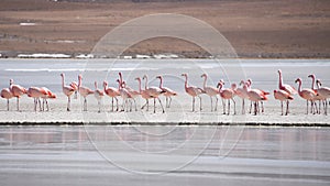 James`s Flamingo Phonenicoparrus Jamesi grazing on the frozen waters of Laguna Hedionda. Sud Lipez Province, Uyuni, Bolivia photo