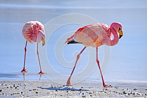 James`s Flamingo Phonenicoparrus Jamesi grazing on the frozen waters of Laguna Hedionda. Sud Lipez Province, Uyuni, Bolivia photo