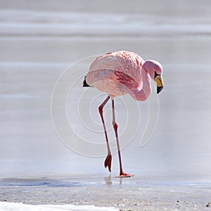 James`s Flamingo Phonenicoparrus Jamesi grazing on the frozen waters of Laguna Hedionda. Sud Lipez Province, Uyuni, Bolivia photo