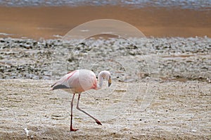 James`s Flamingo Walking on the Shore of Laguna Hedionda, the Saline Lake on Andean Altiplano, Potosi, Bolivia, South America