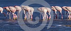 James`s flamingos, Laguna Colorada, Bolivia