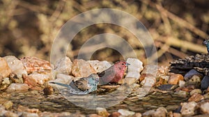 Jameson Firefinch and Blue-breasted Cordonbleu in Kruger National park, South Africa