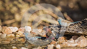 Jameson Firefinch and Blue-breasted Cordonbleu in Kruger National park, South Africa