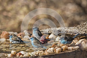 Jameson Firefinch and Blue-breasted Cordonbleu in Kruger National park, South Africa