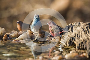 Jameson Firefinch and Blue-breasted Cordonbleu in Kruger National park, South Africa