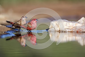 Jameson Firefinch in Kruger National park, South Africa