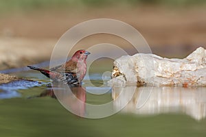 Jameson Firefinch in Kruger National park, South Africa