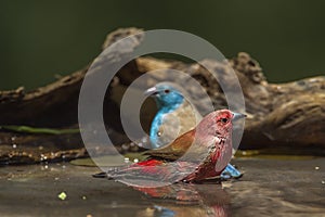 Jameson`s Firefinch and Blue-breasted Cordonbleu in Mapungubwe N