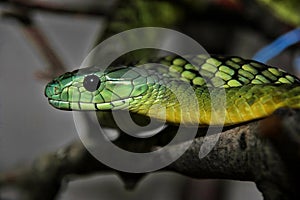 Jameson`s mamba, Dendroaspis jamesoni, is one of the dreaded snakes photo