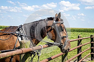 Jamesport Missouri Amish horse and buggy