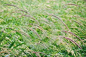 Jamestown Audubon Center and Sanctuary