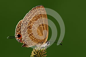 Jamides bochus /butterfly