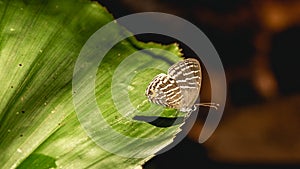 Jamides celeno butterfly