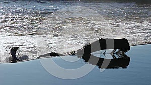 Jammed log with reflection at Trews Weir Exeter