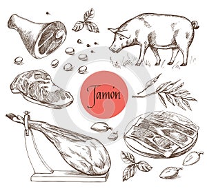 Jamon set. Black Iberian Pig, Jamon, Meat, Beef, spices for meat. Vector illustration in Vintage engraving style. Can be used for