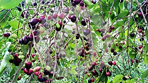 Jamun fruit or Indian blackberry fruit riping on the tree
