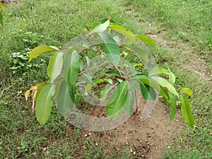 Jamun or  Syzygium cumini plant  plantation in the park