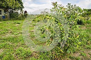 Jamun Tree In Grassy Landscape photo