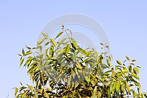 Jamun tree Green Leaves On blue sky. Syzygium cumini, commonly known as Malabar plum, Java plum, black plum, jamun or jambolan,