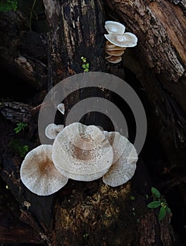 Jamur mushrooms tiger sawgill