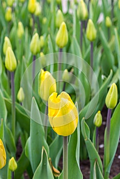 Jan Van Ness Tulips