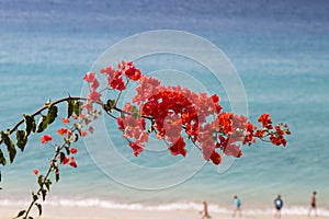 Jandia Beach in Fuerteventura, Spain