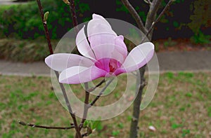 Jane Magnolia Tree Blossom