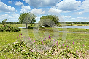 Janes Moor lake New Forest Hampshire England UK popular tourist location