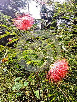 Jangali rainforest flowere  maroon colore with green leaves. photo