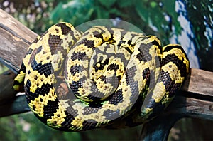 jangle carpet python photo