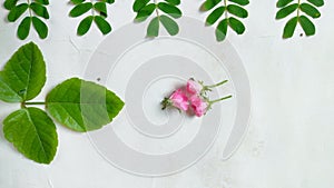 Jangle Green Leaf Design And Flowers With White Background