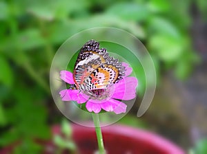 Janice the Butterfly Has a Stopover at Purple Flower Airport photo