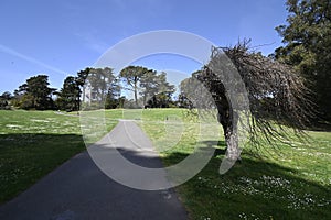 Janis Joplin Tree Golden Gate Park San Francisco 1