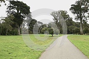 Janis Joplin Tree Golden Gate Park San Francisco 14