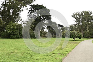 Janis Joplin Tree Golden Gate Park San Francisco 15