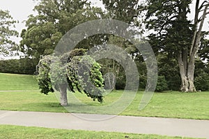 Janis Joplin Tree Golden Gate Park San Francisco 17