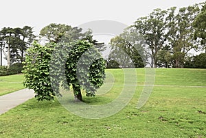 Janis Joplin Tree Golden Gate Park San Francisco 18