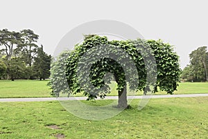 Janis Joplin Tree Golden Gate Park San Francisco 19