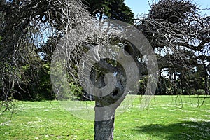 Janis Joplin Tree Golden Gate Park San Francisco 2