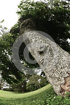 Janis Joplin Tree Golden Gate Park San Francisco 7