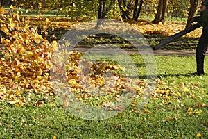 Janitor cleans blows away yellow fallen leaves, autumn in city park