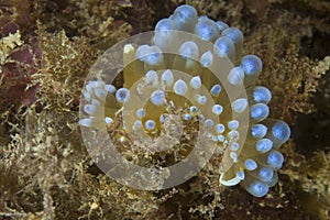 Janolus cristatus nudibranch