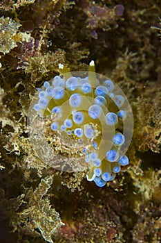 Janolus cristatus nudibranch Mediterranean